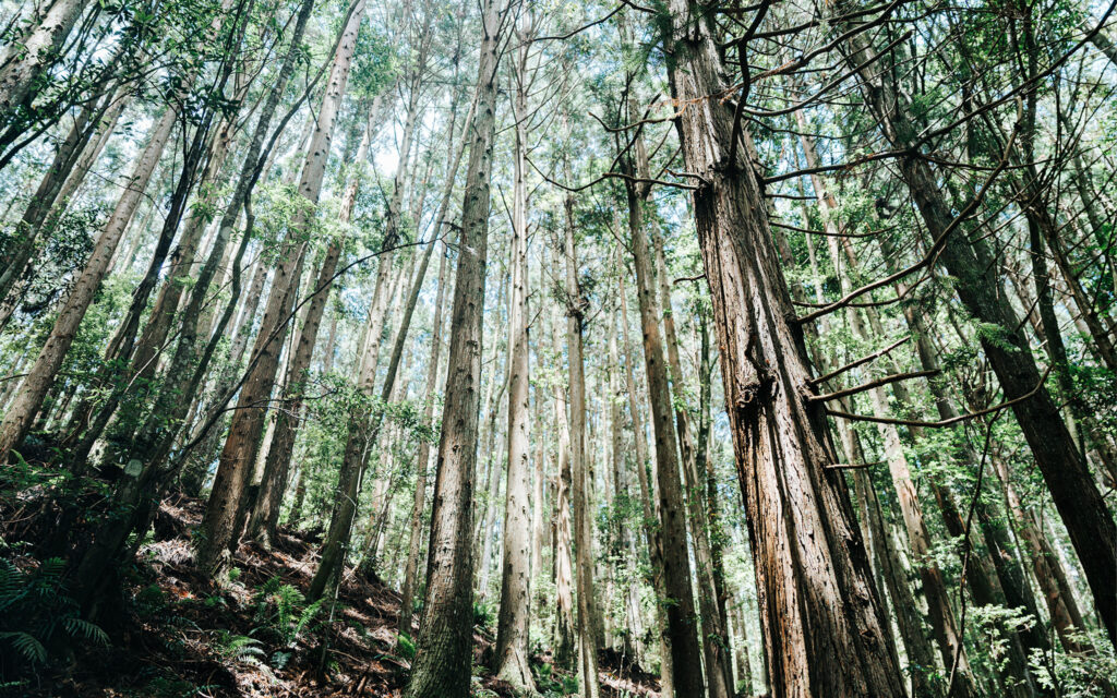 野馬瞰山森林步道