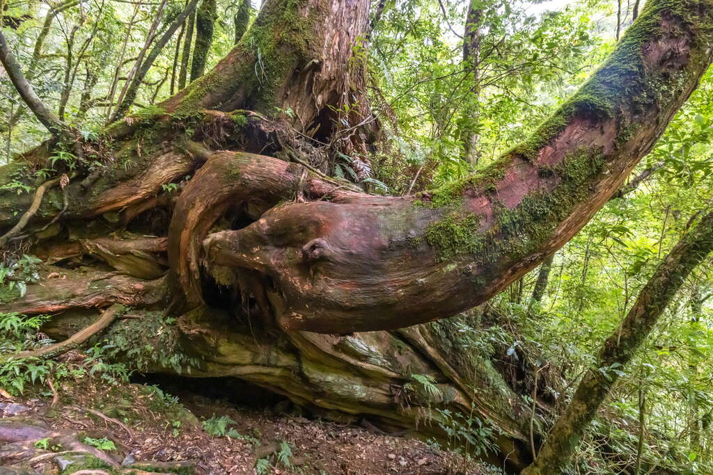 拉拉山神木群步道與千年紅檜