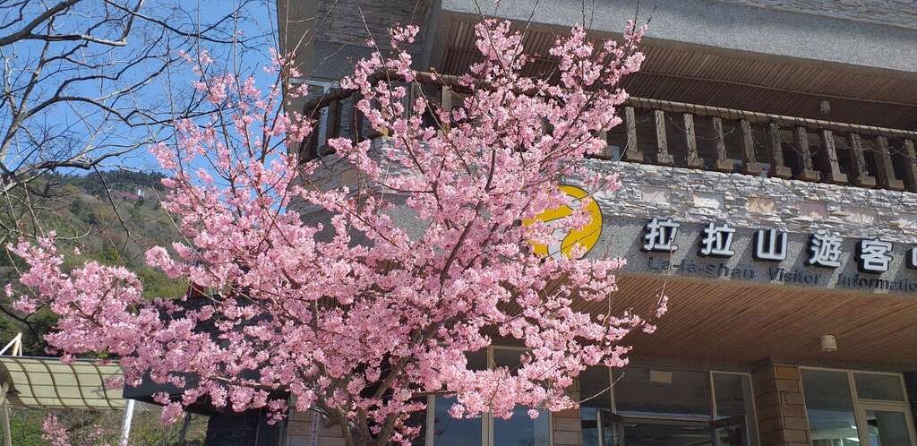 拉拉山水蜜桃與櫻花