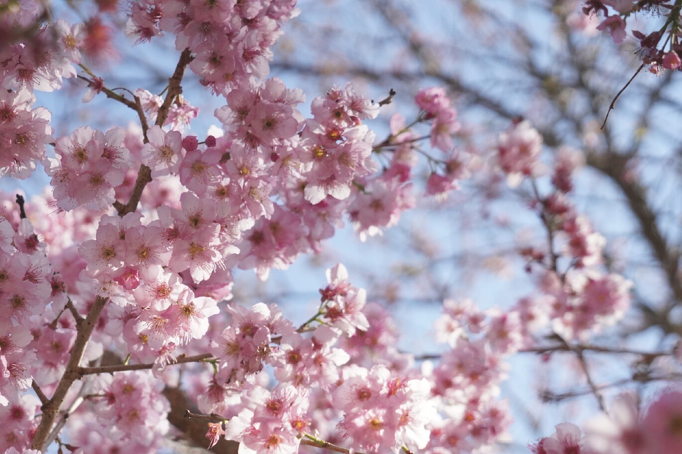 武陵農場特有種紅粉佳人盛開，呈現粉嫩且高密度的花海景觀。