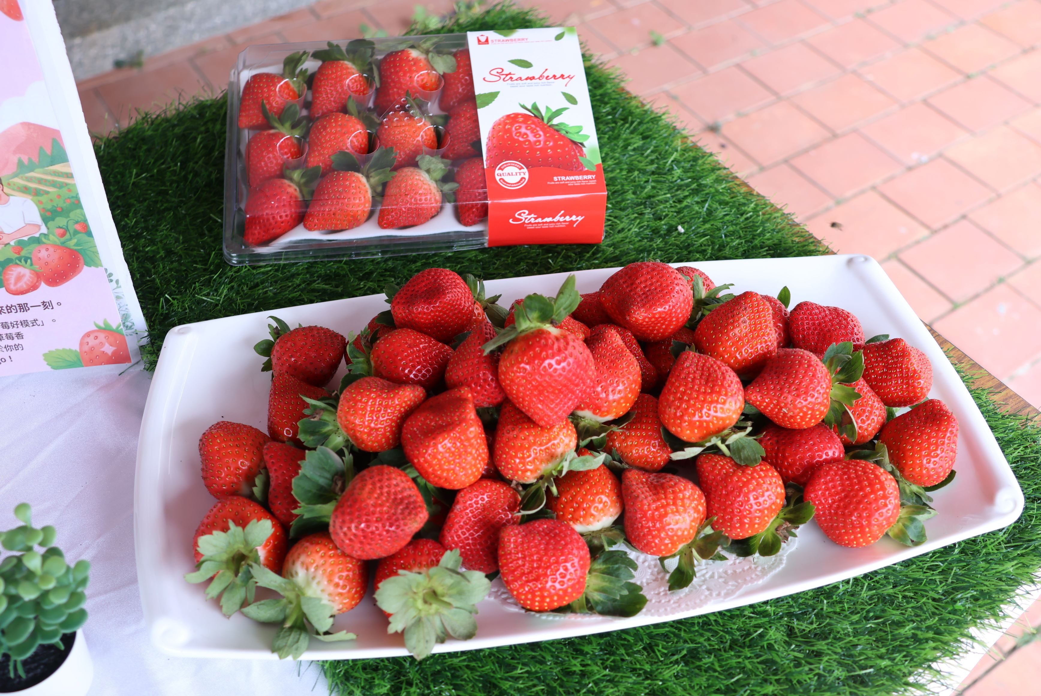 苗栗大湖草莓園與豐收的草莓籃