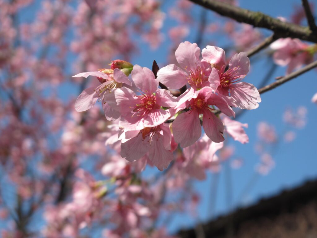 昭和櫻特寫，五瓣分明，花瓣細長且瓣與瓣之間有明顯空隙。
