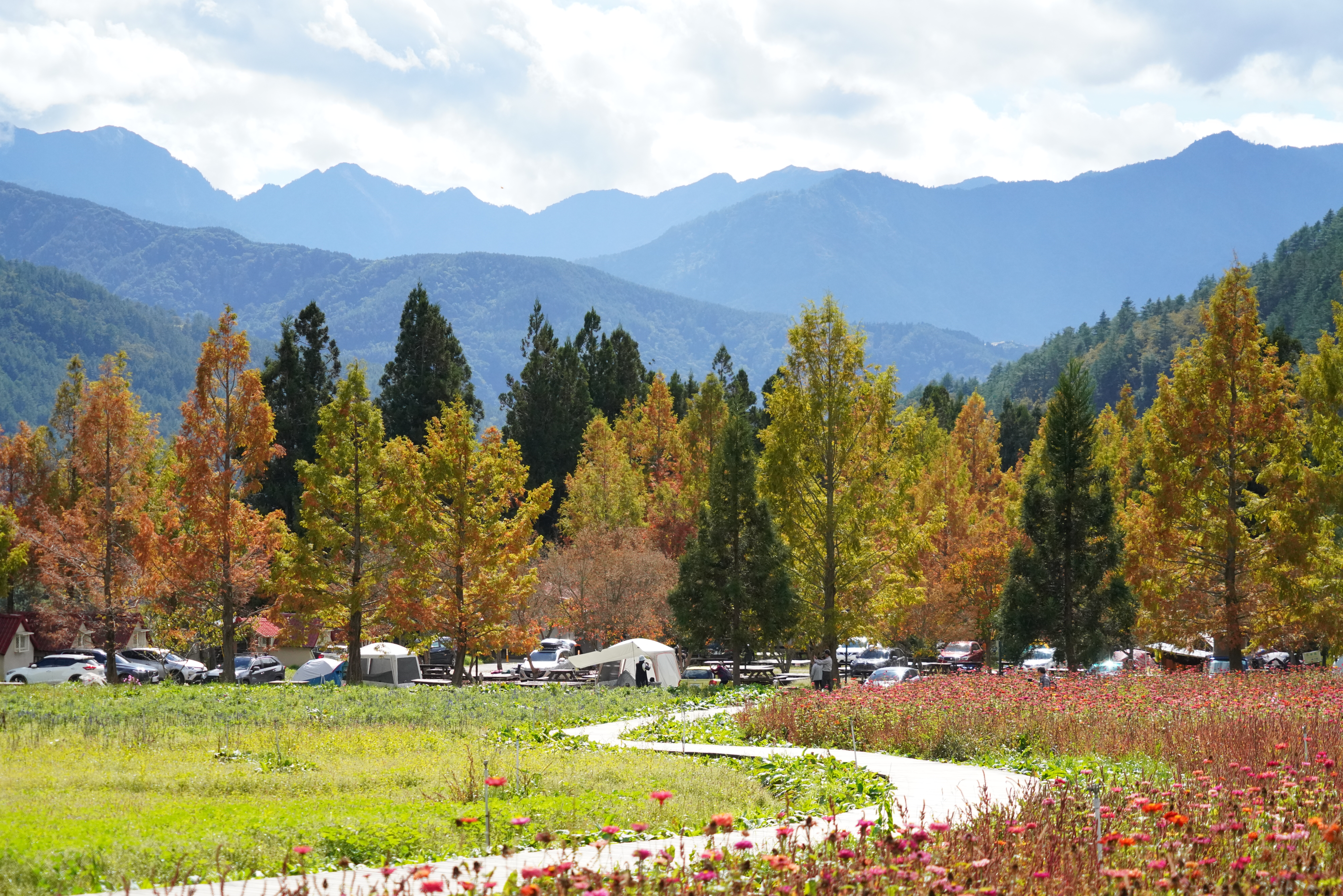 武陵百日草露營區