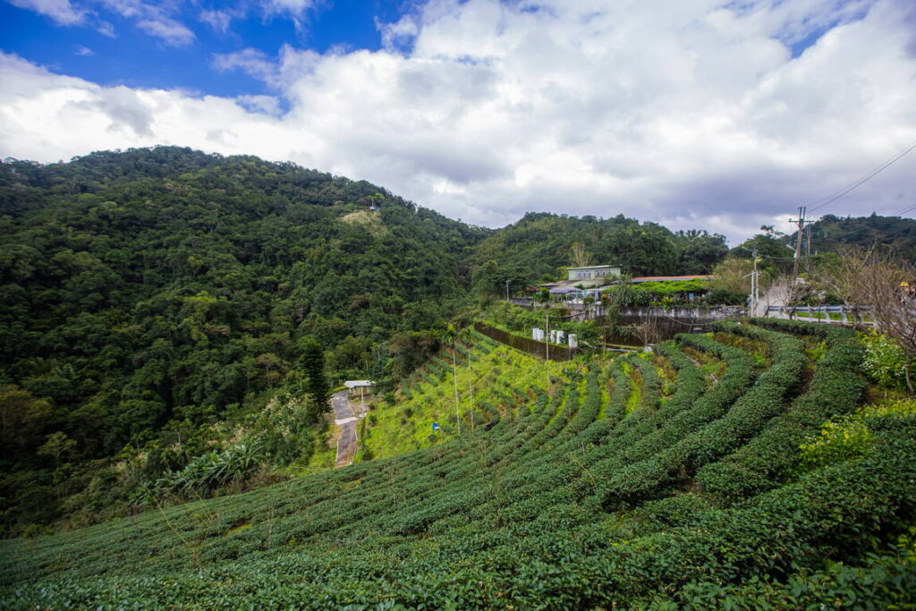 石碇八卦茶園